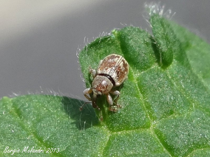 Curculionidae: Ellescus scanicus